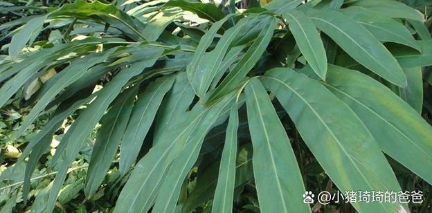 植物大战僵尸辅助工具怎么跳关