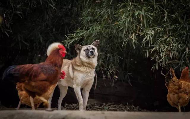鸡走丢了多久自己回来