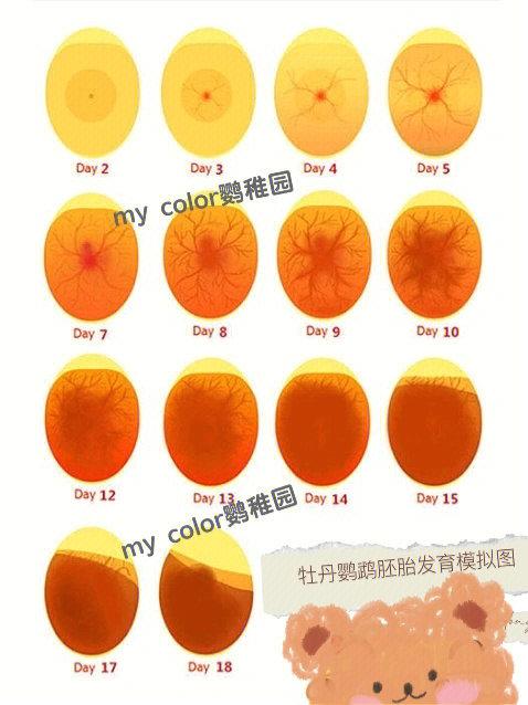鹦鹉一次生几个蛋