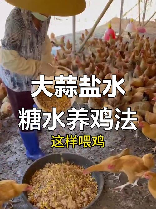 白糖水喂鸡的害处