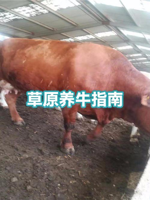 内蒙古养牛场联系方式