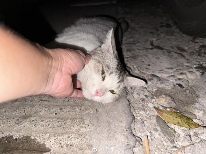 猫被遗弃猫自己知道么