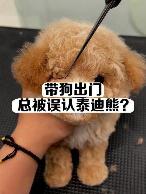 狗狗什么时候可以带出去