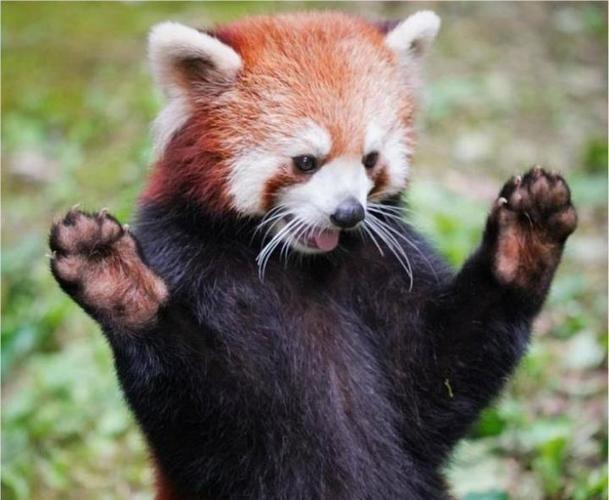 小熊猫表情包