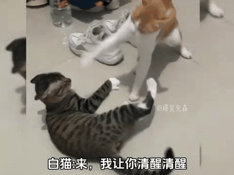 猫咪打架的叫声