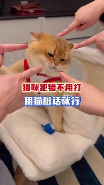 猫不听话,一招搞定