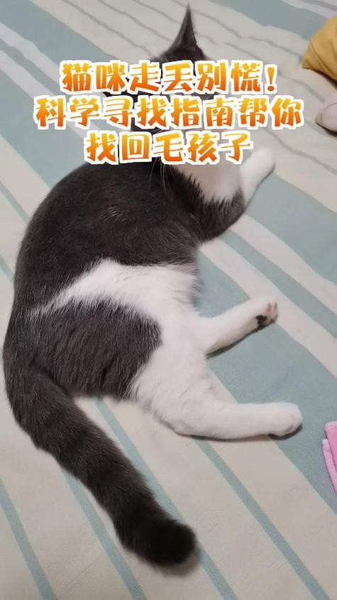 宠物猫走丢了怎么找回