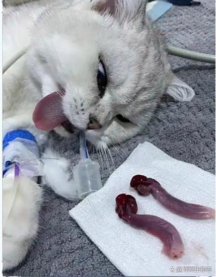 猫咪绝育时间 母猫