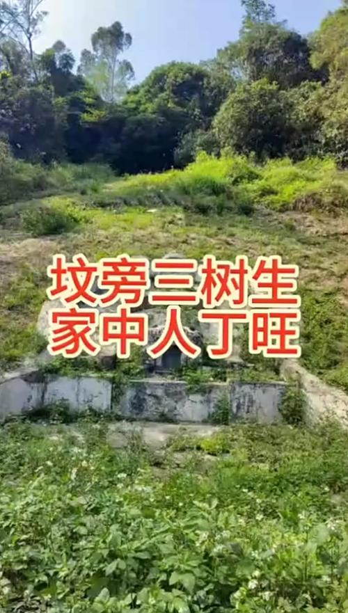 荒山栽什么树最旺