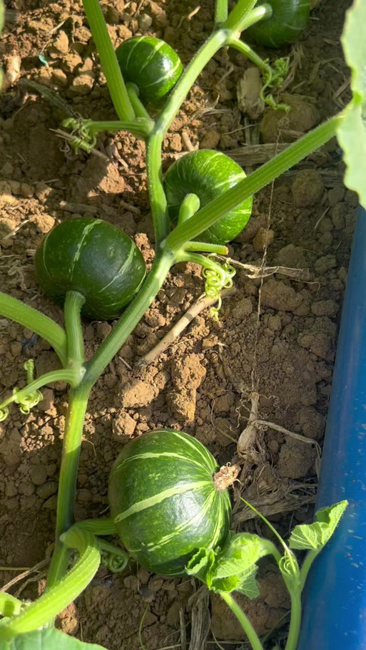贝贝南瓜种植方法和时间
