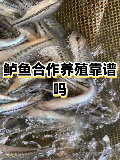 合作养殖靠谱吗