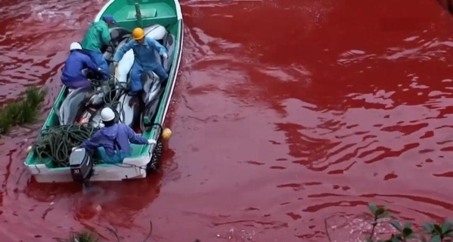 海豚湾图片