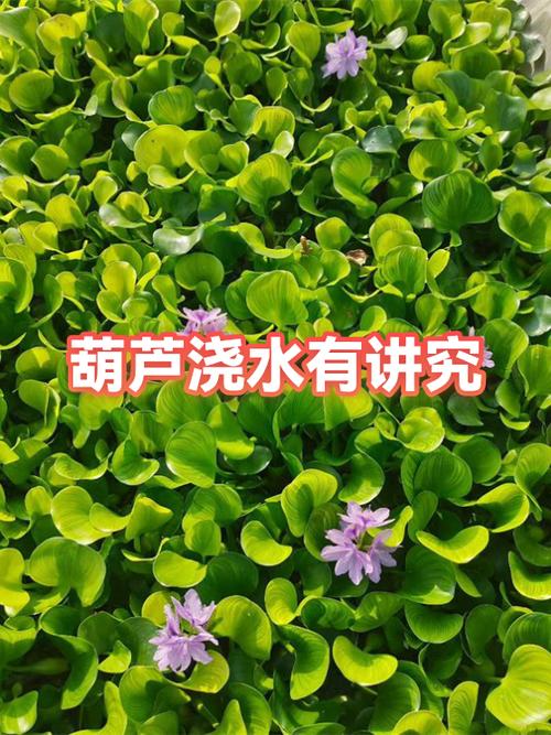 葫芦喜水还是喜旱