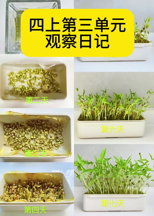 碗豆可以发豆芽吗
