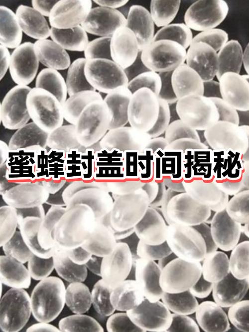 蜜蜂会认主人吗
