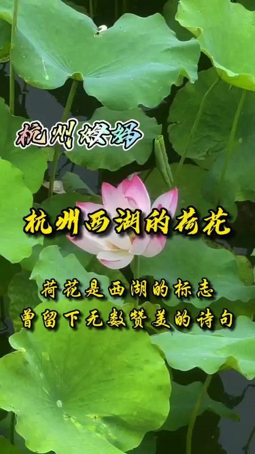 十首最有味道的荷花诗词