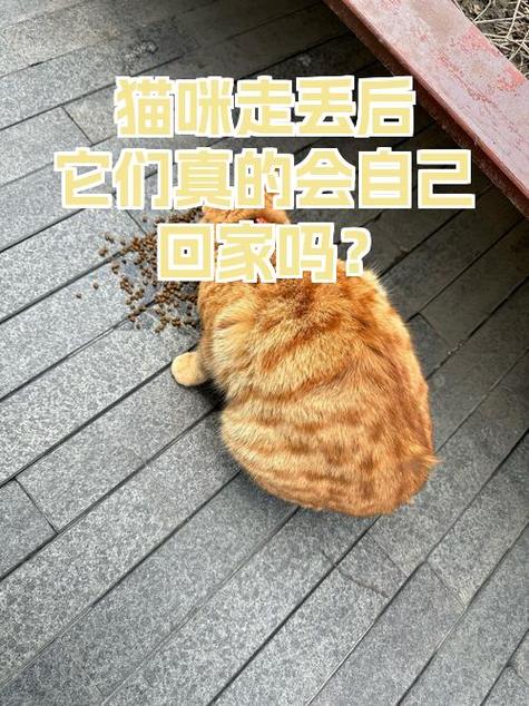 猫咪走丢了怎么找回来最有效