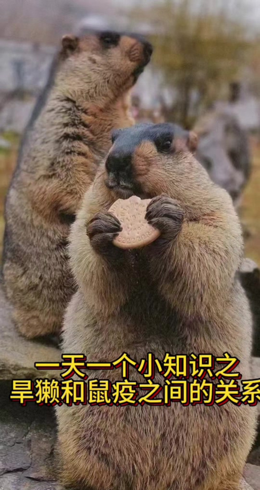 河狸和土拨鼠