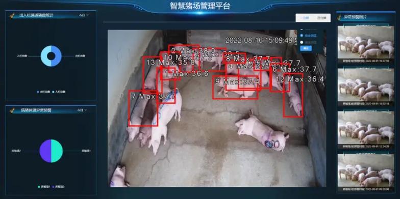智慧养猪