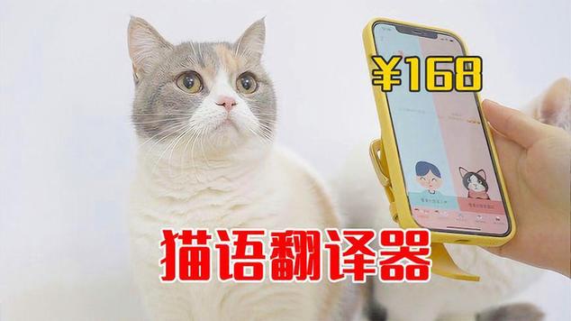 小猫叫声翻译器