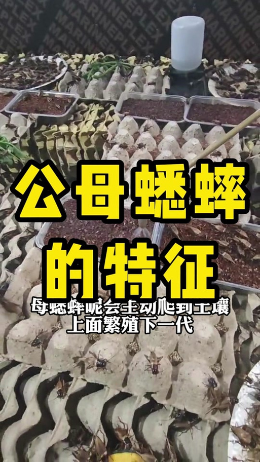 蟋蟀雌雄怎么辨别