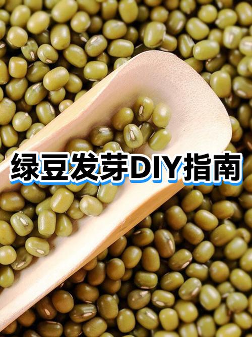自己在家怎么生绿豆芽