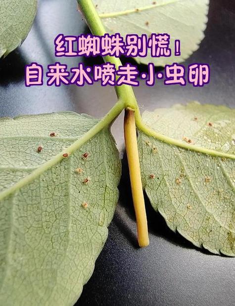 红蜘蛛破解方法