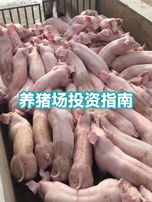 养100头猪的利润