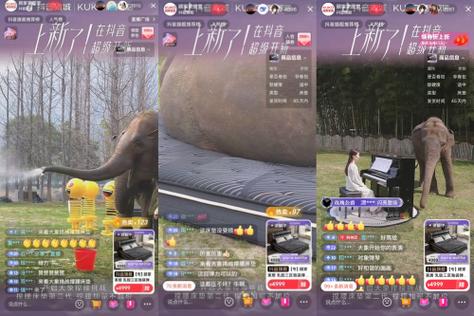 大象直播间现场直播