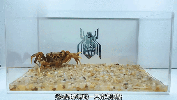 一顿吃10只螃蟹可以吗