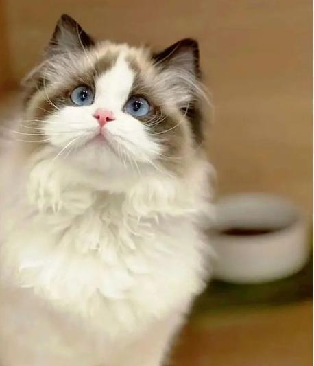 猫咪叫声播放