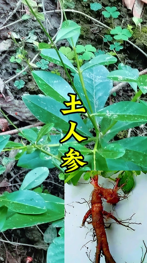土人参有什么功效