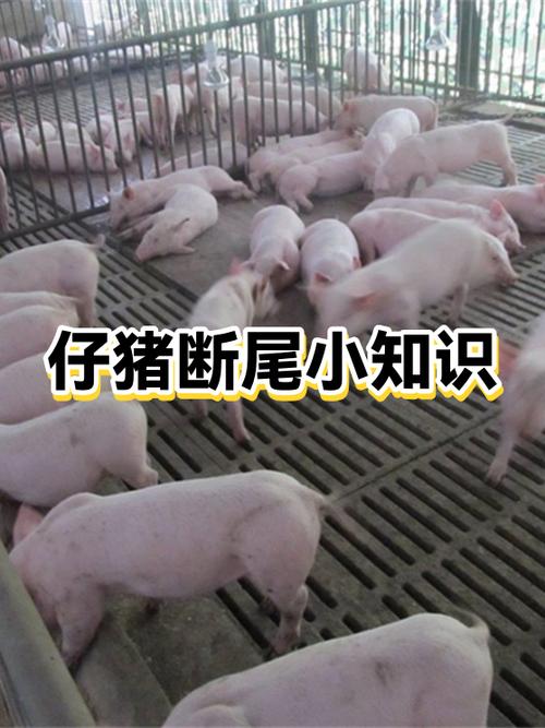 猪断尾好还是不断尾好