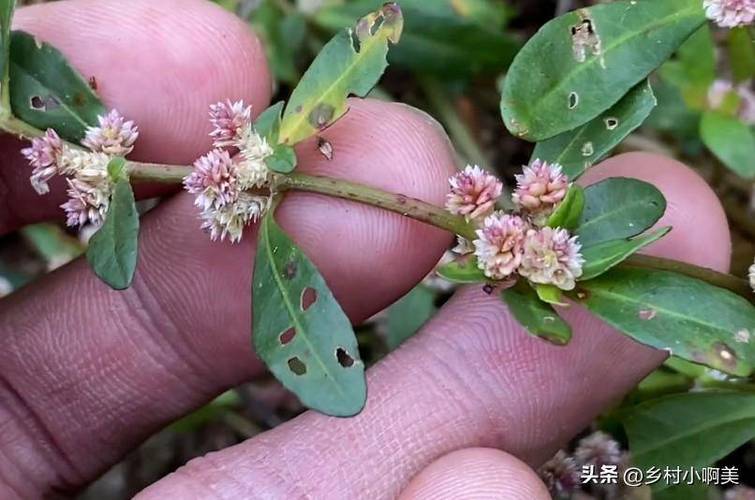 满天星喜水还是喜干