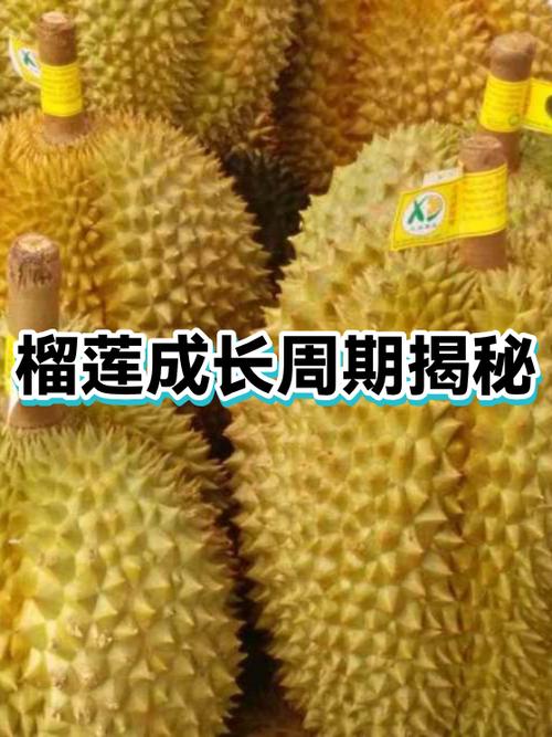 榴莲最暖心八个字