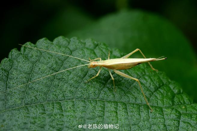 树蟋是昆虫吗