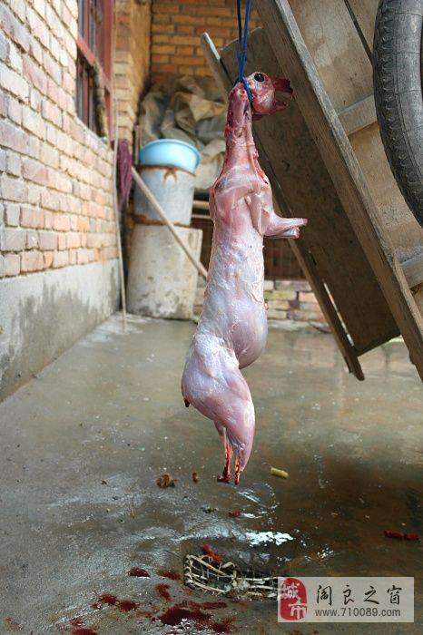 怎么宰兔子视频