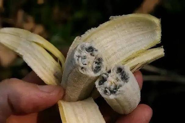 真正的香蕉已经灭绝了吗
