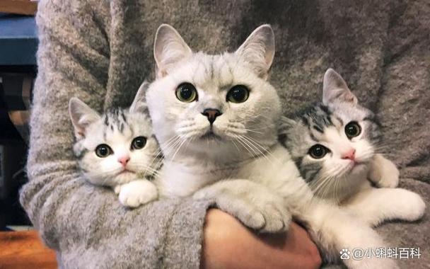 小猫丢了怎么找