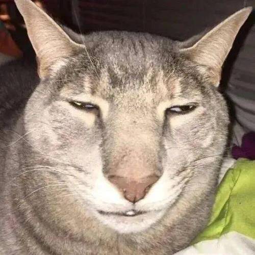 搞笑猫图片大全笑死人