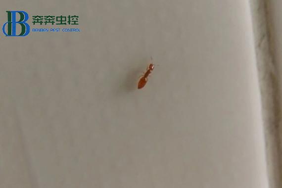 家里类似小蚂蚁的虫子