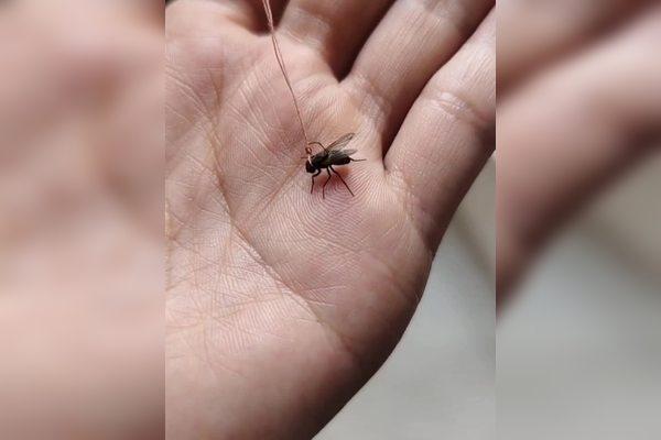 绳子苍蝇
