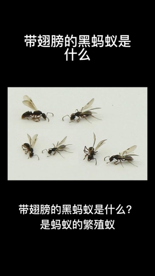比蚂蚁小的黑色虫子