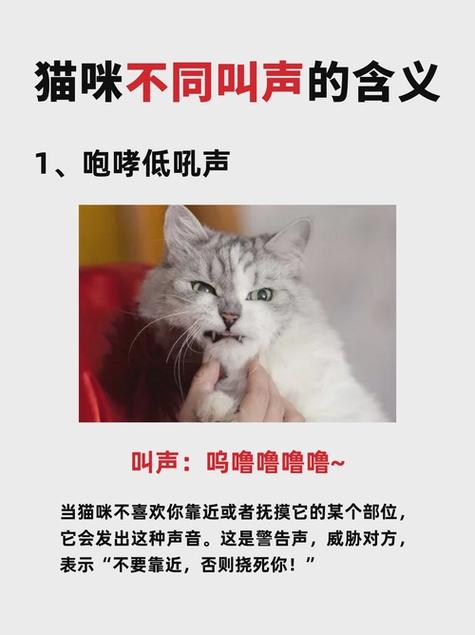 猫咪的叫声大全