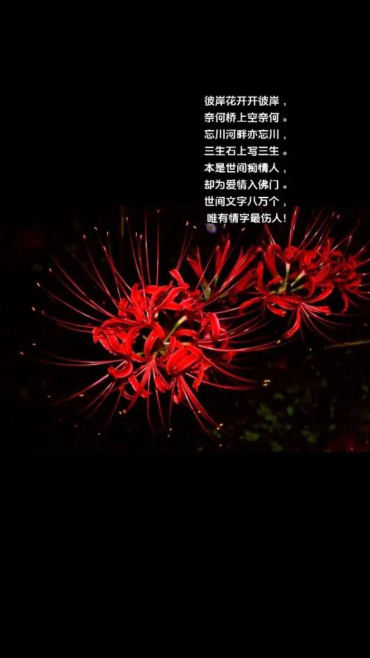 彼岸花 三生石 奈何桥