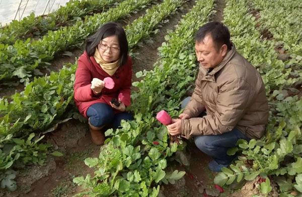 天津都市菜园凤梨萝卜