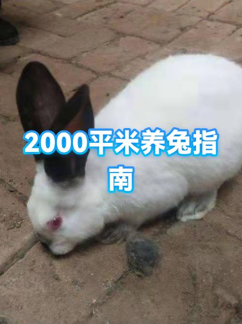 兔子笼养方法