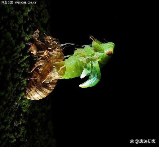 金蝉由来传说