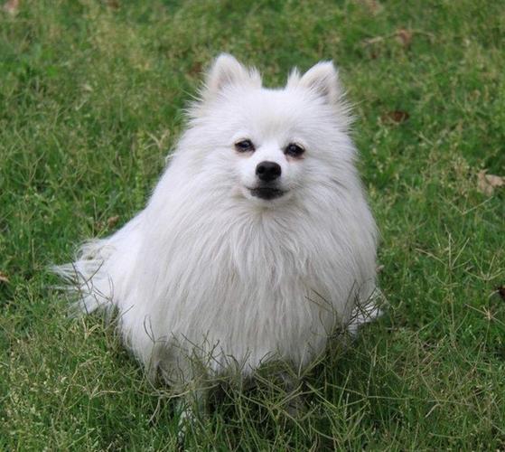 银狐犬性格特点和缺点