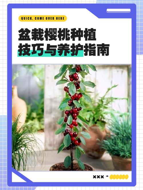 12月份可以移栽樱桃花吗